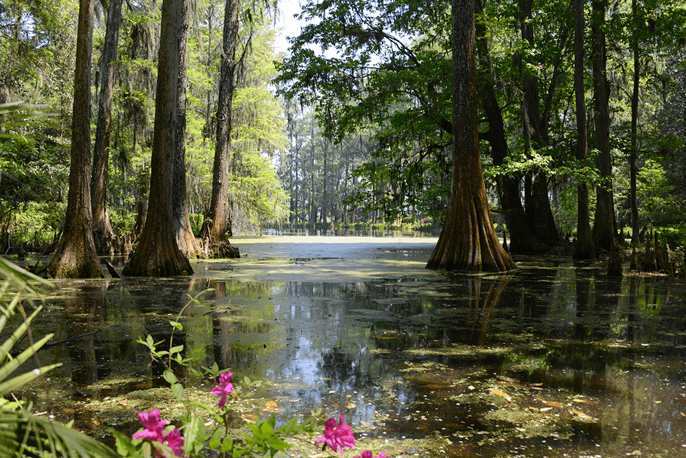 A serene swamp scene with tall cypress trees, green foliage, and calm, reflective water. Bright pink flowers in the foreground add a pop of color.